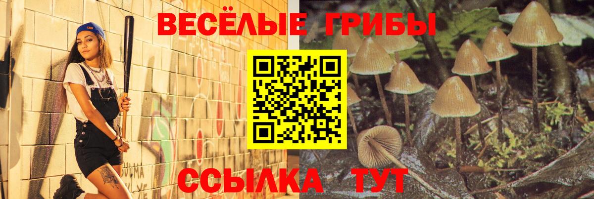 Псилоцибиновые грибы Psilocybine cubensis Североморск